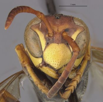 Media type: image;   Entomology 33160 Aspect: head frontal view